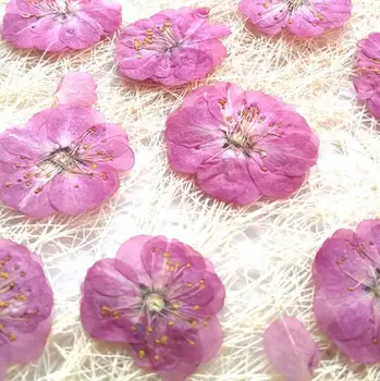 10vnt/daug romantikos Cherry blossom Presuotų Džiovintų Gėlių Konservuotos Gėlės medžiagos Žvakė kortelės kristalų klijai žymą