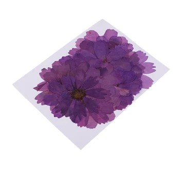 20pcs Paspaudus Coreopsis Nekilnojamojo Džiovintų Gėlių Scrapbooking Embellishment Violetinė