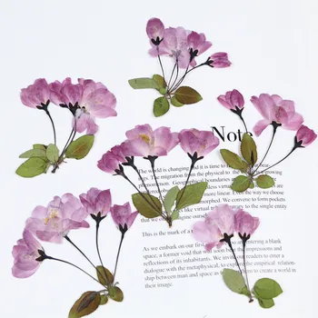 9-12pcs,Natūralių Presuotų begonia Gėlių su kamieninėmis,Amžinas Cherry blossom 