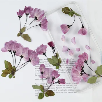 9-12pcs,Natūralių Presuotų begonia Gėlių su kamieninėmis,Amžinas Cherry blossom 