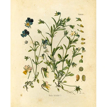 Derliaus Botanikos Spaudinių Wildflower Spaudinių Tapybos Plakatai prancūzijos Augalų Iliustracijos Sienos Meno Spaudinius Nu Kraftpopieris plakatas