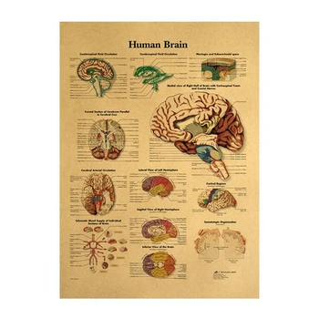 Derliaus Plakatas Žmogaus Smegenys Kambarį Apdailos Medicinos Plakatai, Lipdukai Namų Dekoro Sienos Meno Retro Kraft Popieriaus Siena Lipdukas