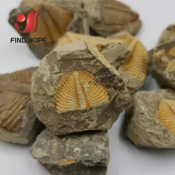 Gamtos Trilobite Uodega Iškastinio Brachiopod Koralų &Conchostraca Trilobites Karūna Vabzdžių Uodega Iškastinio Originalus Akmens Mokymo, Mokslo