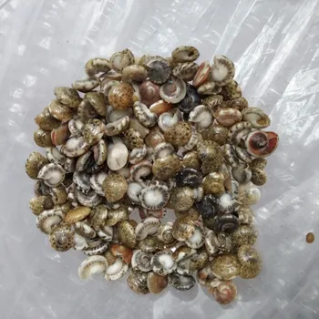 HappyKiss 200pcs/Daug Mažų Įvairūs BUTELIS Myli Gamtos Amatų Sea shell Akvariumo Žuvų Bakas Kraštovaizdžio Namų Dekoro 