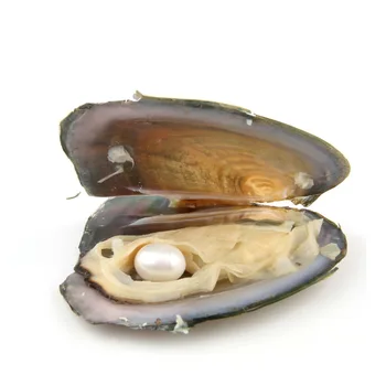 Natūralių Perlų Gėlo vandens Dirbtiniu būdu išaugintų Perlų Austrių su 7-8 mm Ovalo formos 14 Spalvos Perlas 