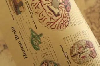 Smegenų Derliaus Plakatas Kambarį Apdailos Medicinos Plakatai, Lipdukai Namų Dekoro Sienos Meno Retro Kraft Popieriaus Siena Lipdukas 42*30cm