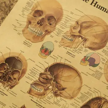Žmogaus kūno iliustracija-kaukolė retro plakato su kraftpopieris klasėje apdailos tapybos muziejus