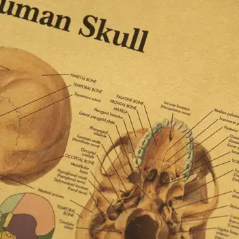 Žmogaus kūno iliustracija-kaukolė retro plakato su kraftpopieris klasėje apdailos tapybos muziejus